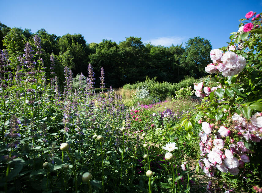 Flora - Thorpland Hall Gardens
